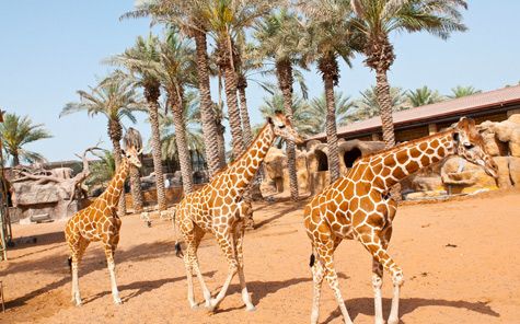 United Arab Emirates Abu Dhabi Emirates Park Zoo   Emirates Park Zoo   United Arab Emirates - Abu Dhabi - United Arab Emirates